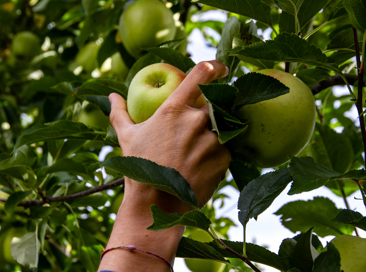 Progetto Saint Grat: Azienda agricola